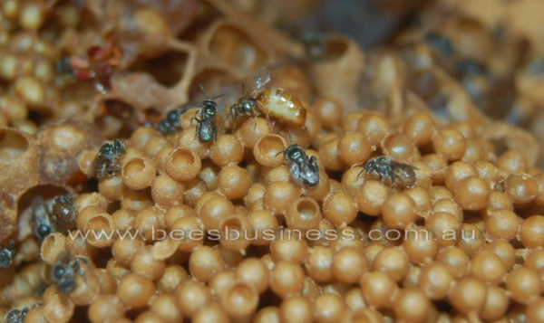 Austroplebeia australis queen on brood cluster_resize