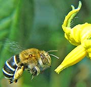 blue-banded-bee-tomato2-hmpg