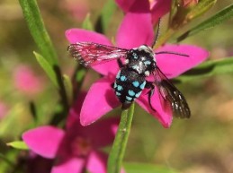 Cuckoo bee - Thyreus species - photo courtesy of Peter Abbott, Australian National Botanic Gardens.