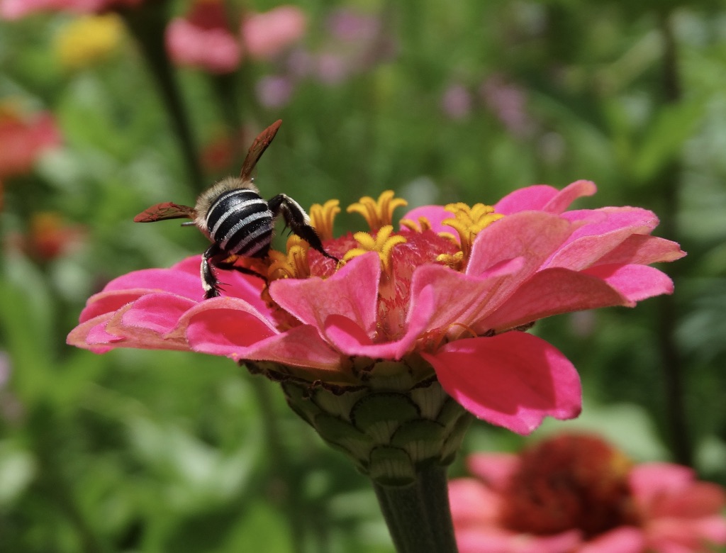 pollinator image