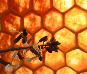 Bee-And-Rocket-Flower-1-300x254