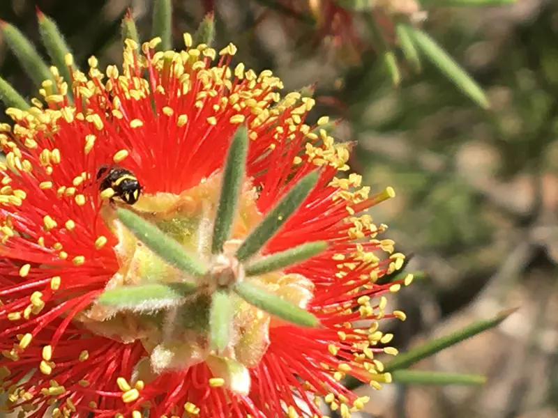 Bee Pollinating Flower