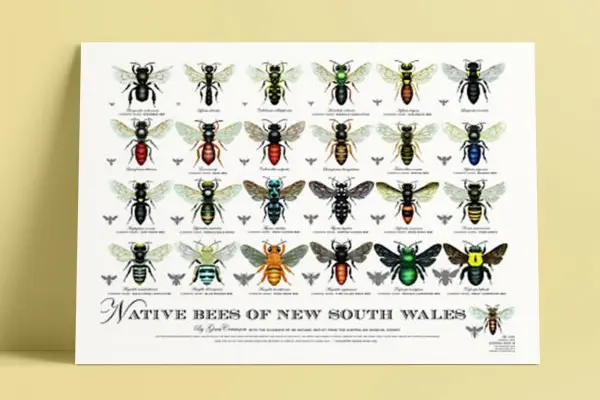 Australian Native Bee Illustrations