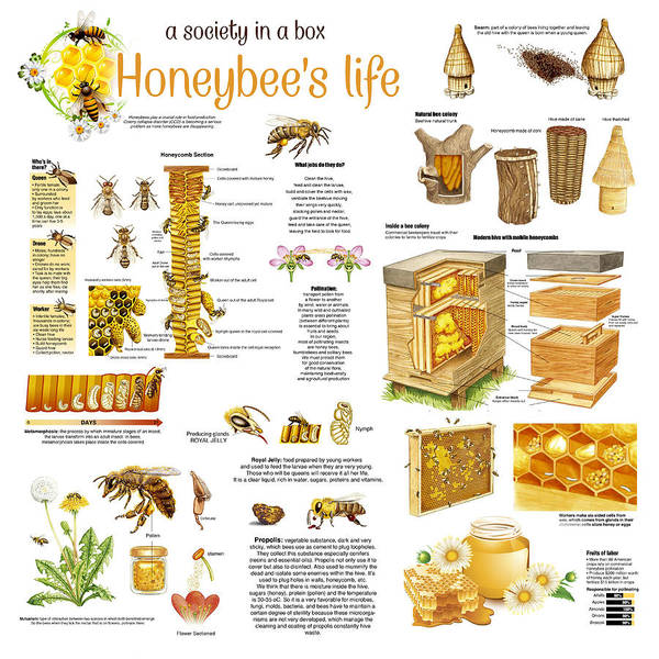 honeybees infographic