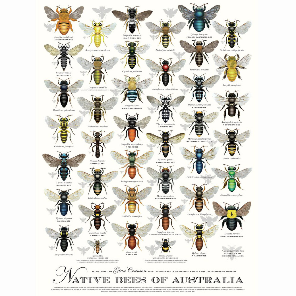 Poster- Native bees of Australia - by Gina Cranson - available on Etsy.