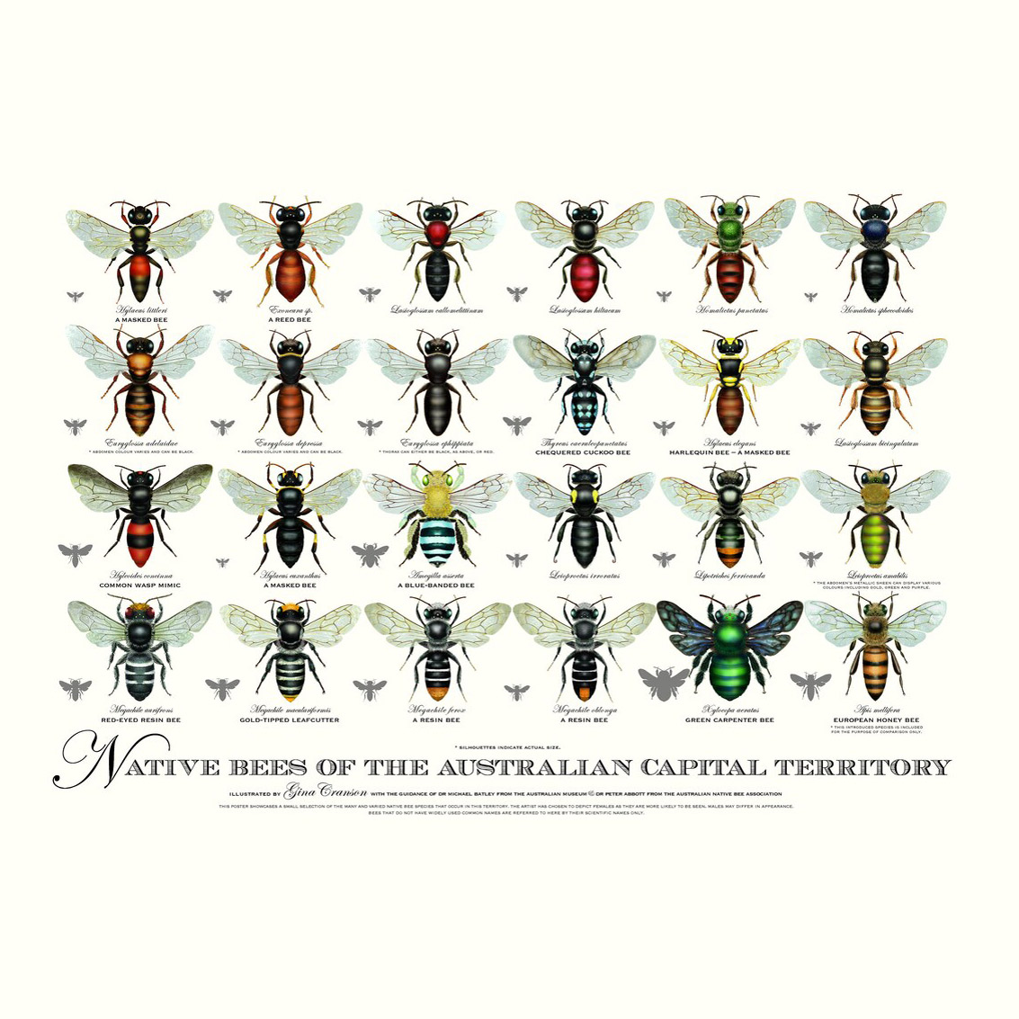 Poster - Native bees of the ACT - by Gina Cranson - available on Etsy.