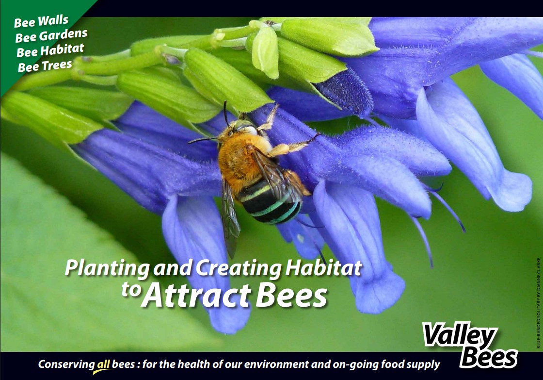 Publication cover - Planting & Creating Habitat to Attract Bees for Northern NSW.
