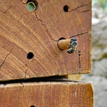A native bee exploring suitable nesting habitat—a rewarding sight for workshop participants and their families.