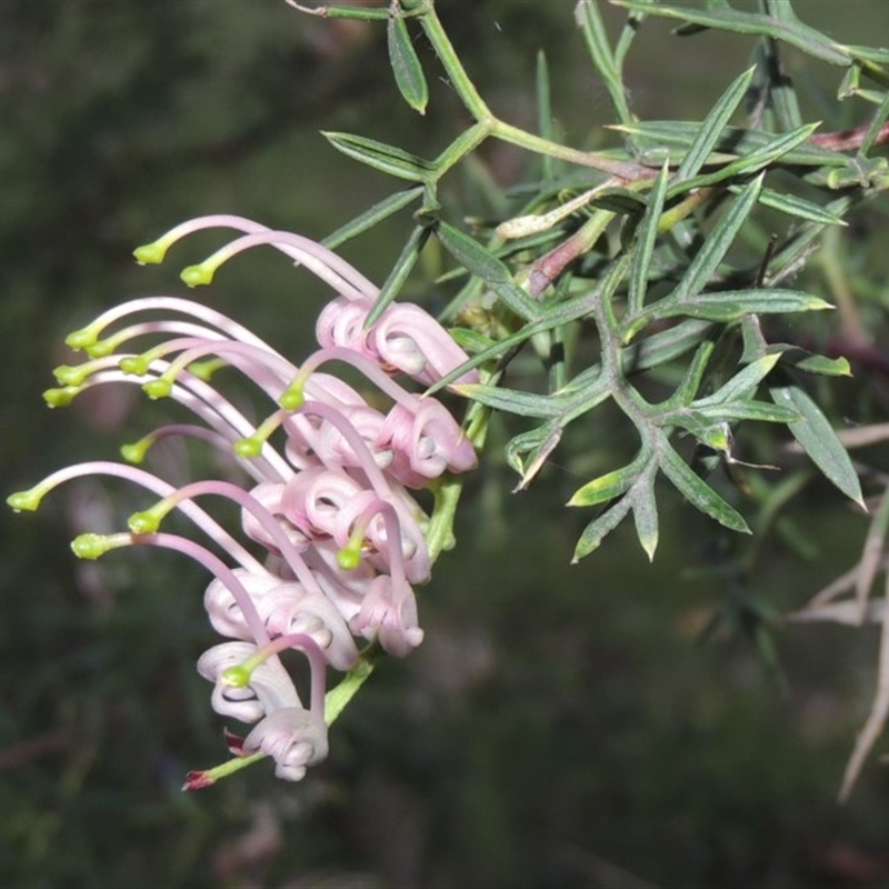 Pale pink grevillea flower