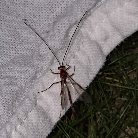 A parasitoid wasp photographed in a Canberra nature reserve.