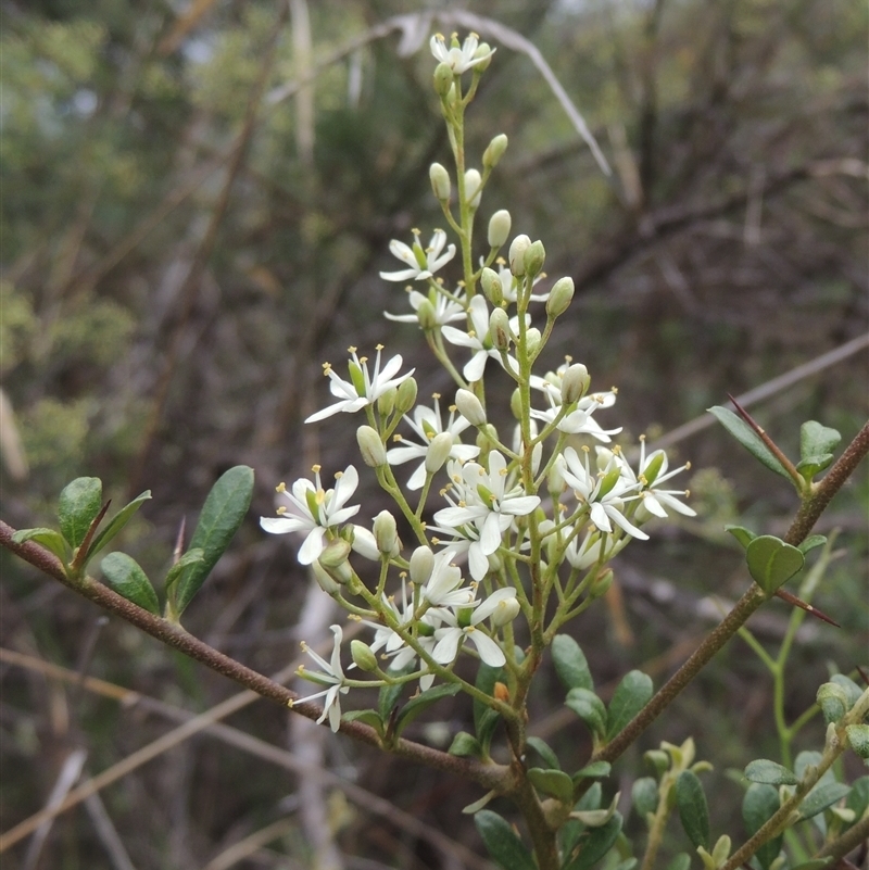 Sweet bursaria flowers. Image from NatureMapr.