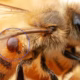 A honey bee affected by Varroa mite.