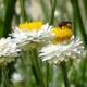 A small native wasp visits a white and yellow paper daisy.
