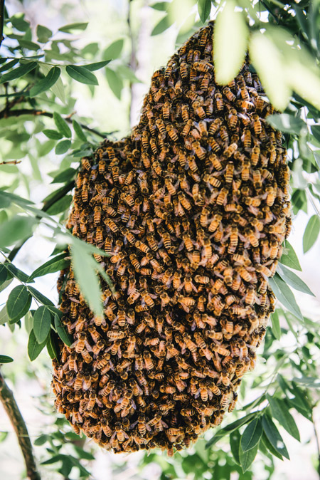 A honey bee swarm hanging in a tree, waiting for scout bees to locate a suitable new home.