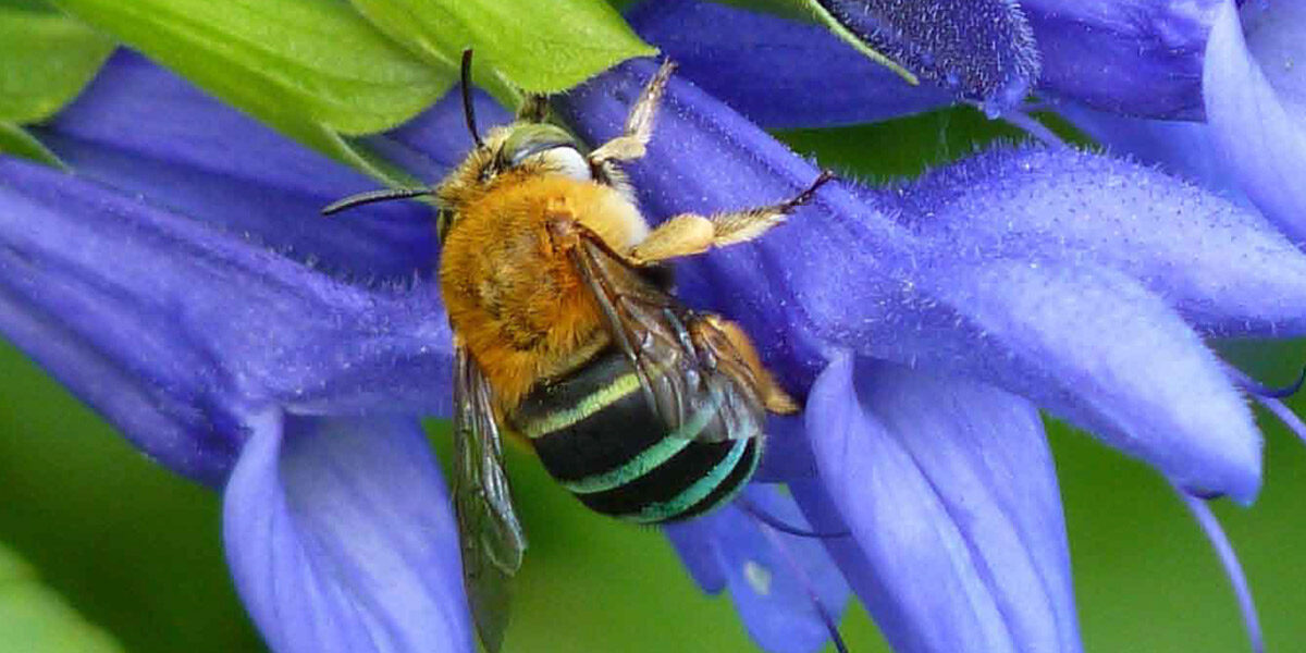 A blue banded bee on a purple flower.