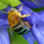 A blue banded bee on a purple flower.
