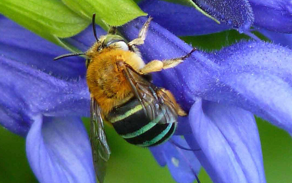 A blue banded bee on a purple flower.