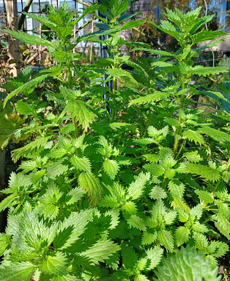 Common stinging nettle in Liz's garden.