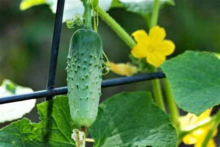 A cucumber plant bearing yellow flowers and a small fruit. Photo by Charlie Blumer.