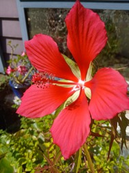 Hibiscus flower 'putting out the flags". Photo by Charlie Blumer.