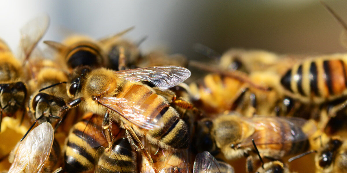 Close up of a swarm of honey bees.