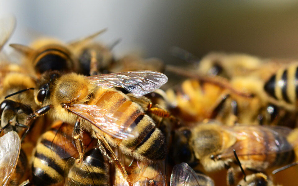 Close up of a swarm of honey bees.