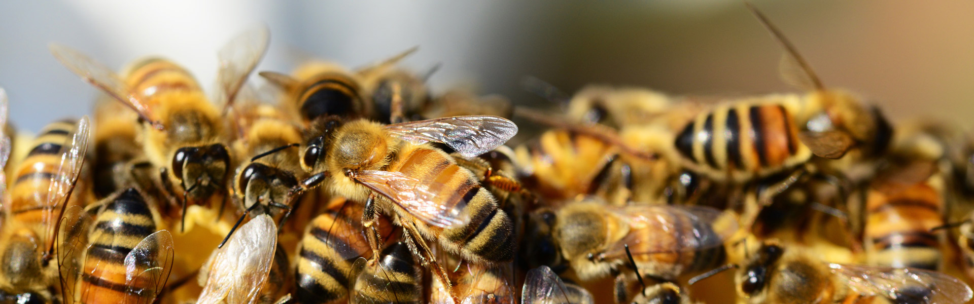 Close up of a swarm of honey bees.