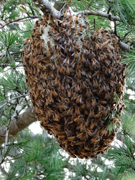  If a honey bee swarm cannot find a suitablecavity (like inside a hollow tree trunk), they occasionally build their combs in the open on a tree branch.