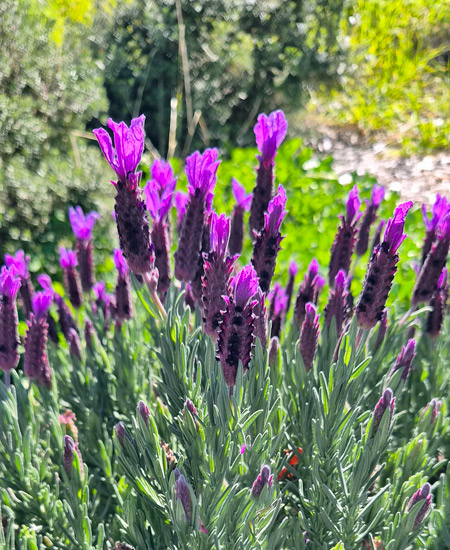 Lavender in flower.