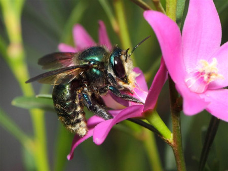 Metallic Green Carpenter Bee (Xylocopa (Lestis) aerata), image by Tim Leach, NatureMapr.