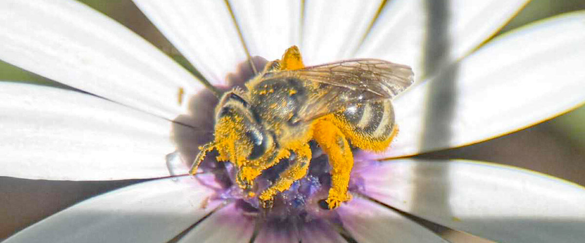 A native been takes a pollen bath in Charlie Blumer's garden. Image by Peter Abbott.