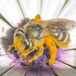 A native been takes a pollen bath in Charlie Blumer's garden. Image by Peter Abbott.