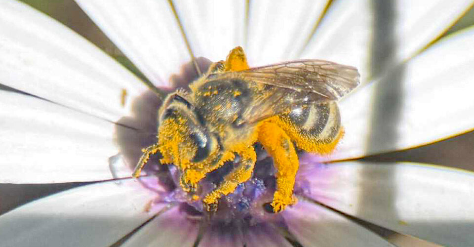 A native been takes a pollen bath in Charlie Blumer's garden. Image by Peter Abbott.
