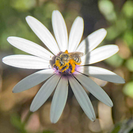 A native bee takes a pollen bath in Charlie's garden. Photo by Peter Abbott.