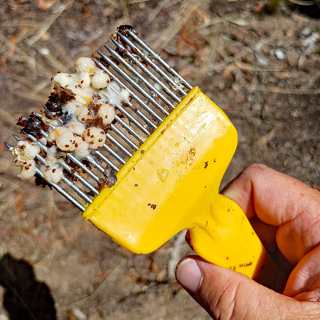 A non-chemical, mechanical method of controlling Varroa mites by uncapping and removing drone brood. Varroa mites preferentially reproduce in drone brood because the longer development time of drone bees allows more mites to mature before the bee emerges. By removing infested drone brood, beekeepers can significantly reduce mite numbers as part of an integrated pest management (IPM) approach.