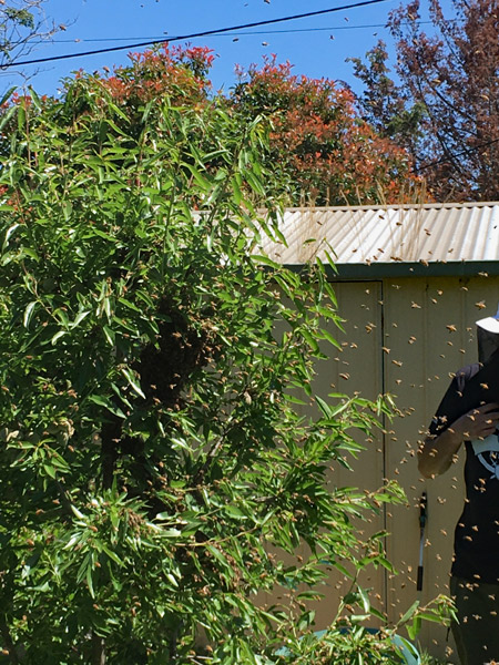 Honey bees swarming around and settling in a tree in a suburban backyard.