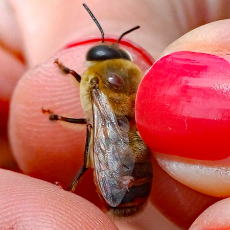 Varroa mites on a honey bee, found in a Kenya Top Bar Hive in the Australian Capital Territory.
