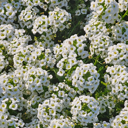 Alyssum flowers.