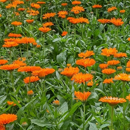 Calendula flowers.