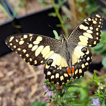 A Chequered Swallowtail (Papilio demoleus) butterfly sitting on a rosemary bush in Nikki's garden.
