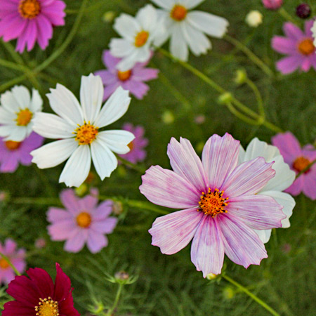Cosmos flowers.