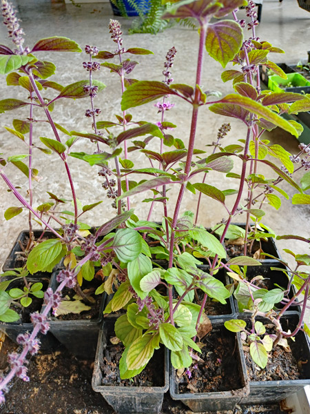 Holy basil seedlings gifted by Liz to Buy Nothing group members.