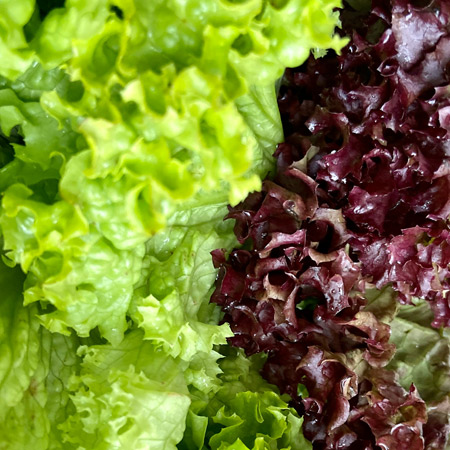 Mixed lettuce.