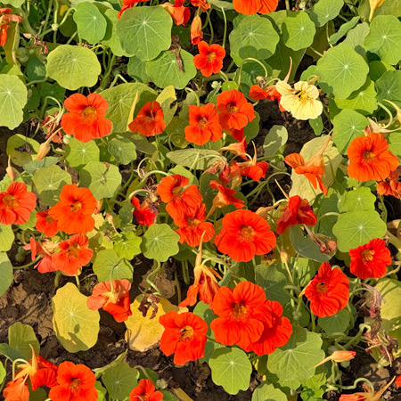 Nasturtium flowers.