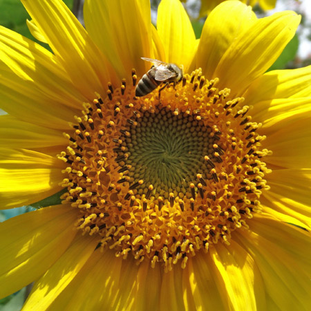 Sunflower.