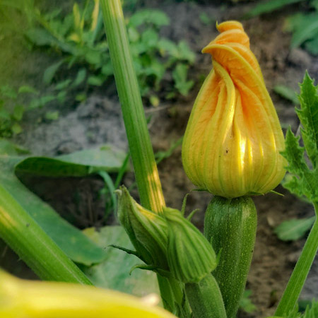 Zucchini flowers.